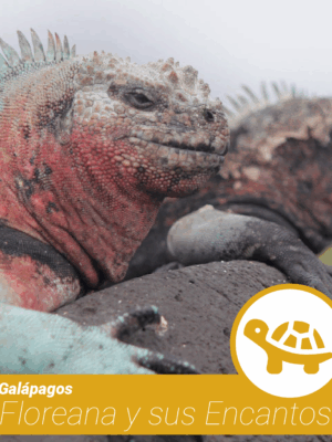 Galápagos - ¡Floreana y sus Encantos!