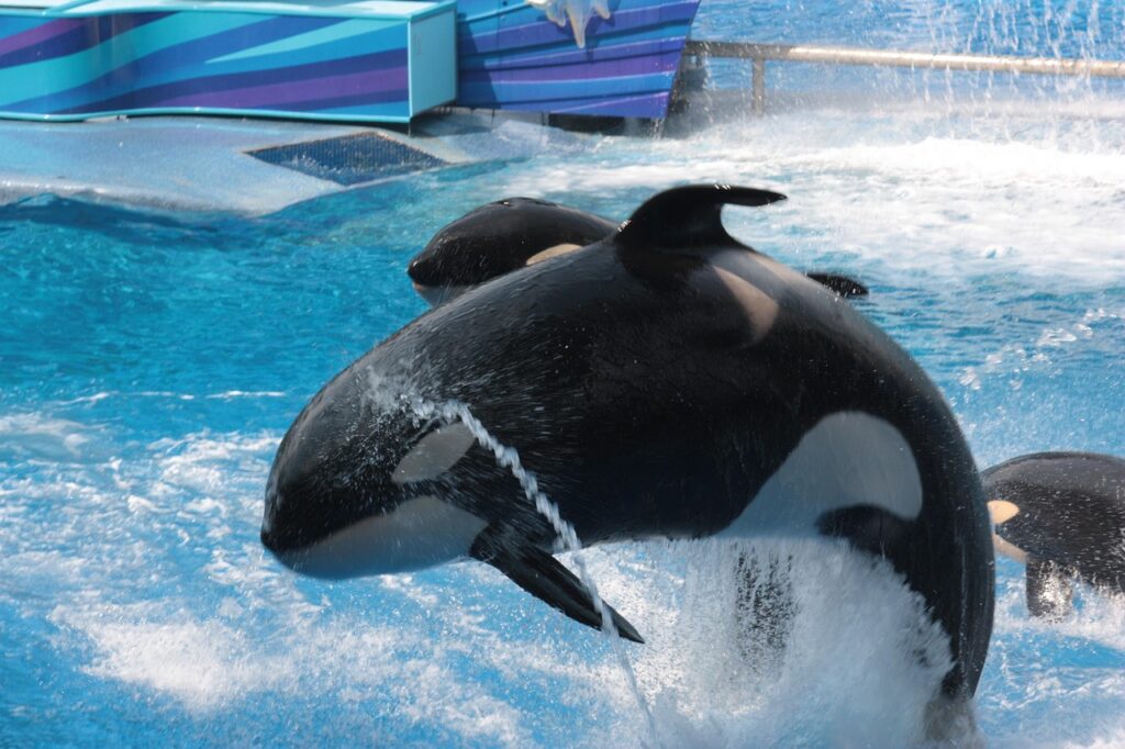 seaworld, florida, orca, free willi, shamu, killer choice, amusement park, orlando, seaworld, seaworld, seaworld, seaworld, seaworld, orca, orca, orca, orca, shamu, shamu, orlando, orlando, orlando, orlando